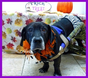 Fred Bear in his Halloween outfit! Big guy, part lab part basset?? 