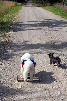 Dogs going down the road.