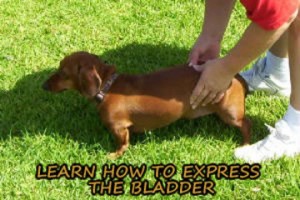 Easy to learn instructions for expressing bladders.