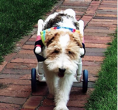 Volie in her Cart.