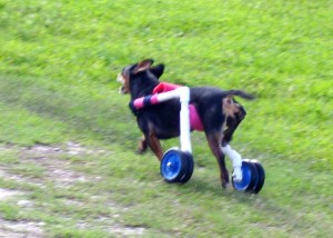 Josie running full speed in her walking cart. Little dogs fly on wheels!