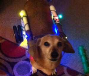 Who says it has to LOOK LIKE a wheelchair! Brownie all dressed in lights for Christmas.