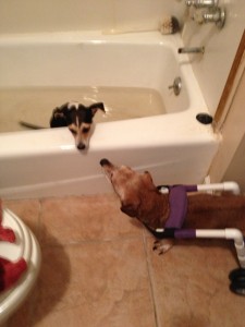 Buddy watching his girlfriend, Nike do her water therapy. He is in LOVE!