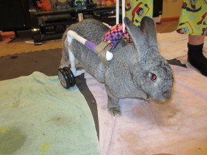 Licorice learning to use her new wheels. We make lots of bunny carts and they adapt very well to them!