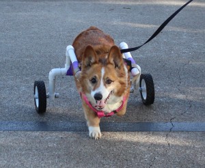 Scooter in his new walking cart. He has degenerative myelopathy and the cart helps to keep him in good shape with exercise.