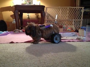 Thumbelina, tiny lion head bunny in her new cart. She loves her new found mobility.