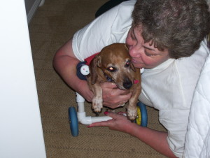 Francielou, one of our very first dachshunds on wheels. We love our babies!