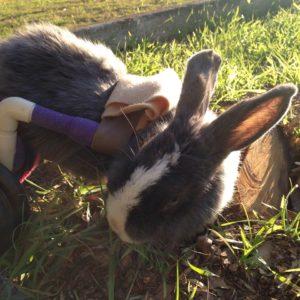 Delilah enjoying some yard time.